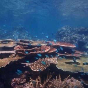 Meet your Posher, Suzy